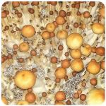 Псилоцибиновые (галлюциногенные)  грибы Psilocybin "Golden Teacher" в Спасске-Рязанском