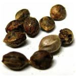 Семена марихуаны АК-47  (Seeds AK-47) в Спасске-Рязанском